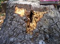 Hole in a tree stump from about 10 yards away. Made by AA battery.