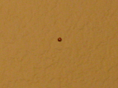 And landed itself here... embedded in the wall in my room.