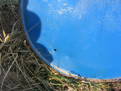 entry wound from blow dart after it passed through the plywood.