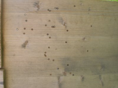 buck shot with steel balls(12bar)