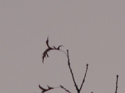 The leaf in this photo is at the top of the tree in the highlighted part of the last photo. This is at 80x zoom