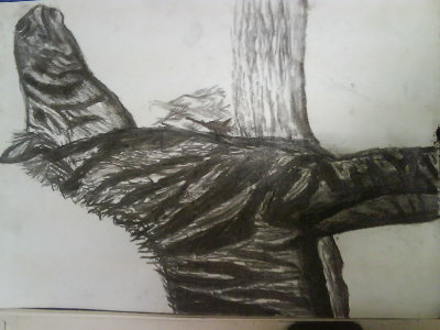 another pic of a different drawing of a zebra yet again not completed