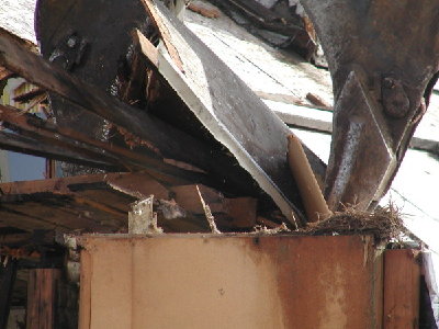 Pic 3  The birds that owned this nest were very excited at this point and circling very close.  It seems this house was occupied at the time of demolition.