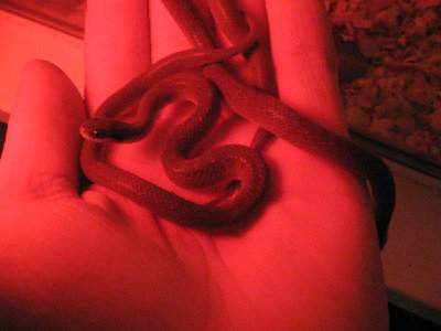 These are my yearlings that I am very proud of, one is crawling around my hand,the other is sitting there happily.