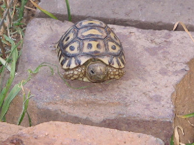 this is one of the small ones,these get BIG!