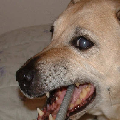 Dog.PNG (108.81 KiB) Viewed 3966 times Dog.PNG