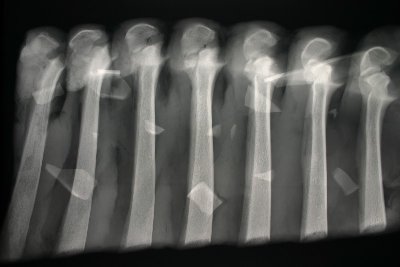 ribs.jpg