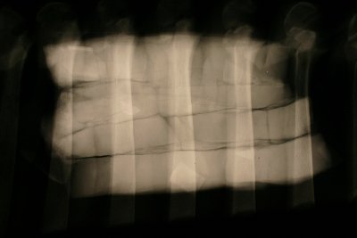 ribs2.JPG