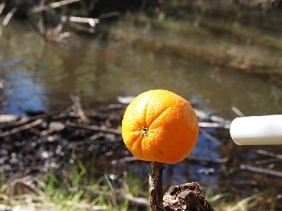 Oranges are NOT an innocent fruit