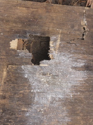 Through 1inch ply wood with potato