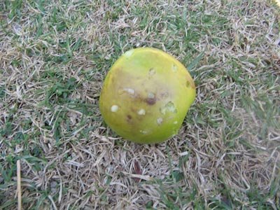 This was a shotgun round, the small bb's have little power because they are light but all of the penatrated and knocked the apple back.