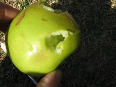 Hammer round passed straight through the apple, ripping it up and splitting it because of the tail.