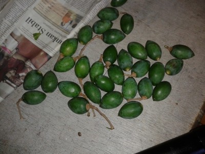 the ammo, unripe walnut, a little lose but widely available at my place