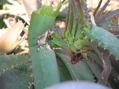Damage to helpless man-eating plant.