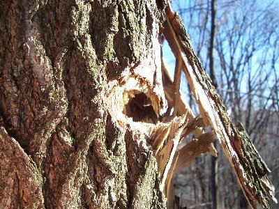 I discovered this 50 feet away from a tree I shot. aparently it bonced at a 90* angle and went through 6 inches of sasafras. never found the projectile.