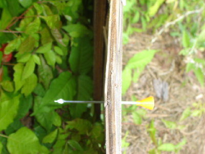 This is the same stiff wire dart, penetrating the plywood rather easily.  I shot another one of these, the gun was aimed too low and the dart burrowed itself into the ground, never to be found.