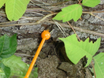 This is the first visible result of my testing.  The spade tipped big bore dart overshot my target, a piece of 1/4&amp;quot; plywood 30' away and wobbled its way another 15' and stuck in a pine tree.