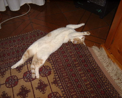 Azores 060.jpg (309.9 KiB) Viewed 4018 times my cat jake he may look harmless but he has been known to attack dogs.