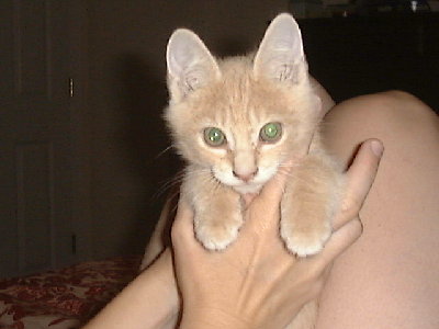 DSC00018.JPG (138.91 KiB) Viewed 4017 times my other cat murry