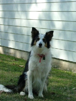 Shiloh.jpg (104.88 KiB) Viewed 4024 times Shiloh