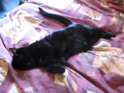 fatcat.JPG (40.8 KiB) Viewed 4018 times This is my 13year old cat befor he had to get put down for heart problems. :(