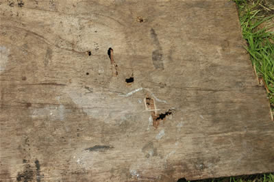 sheet of 6 ply at 36 feet