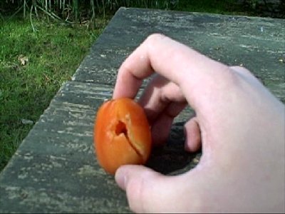 Damage to a tomato