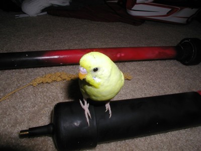 If its good enough for the bird...