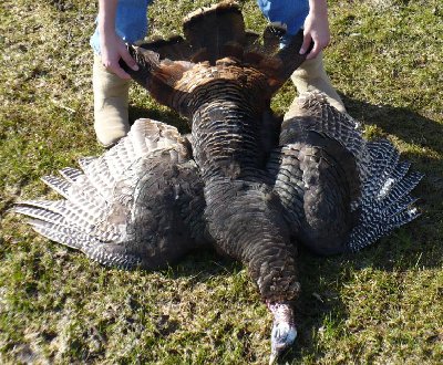 Sams monster turkey 3.JPG