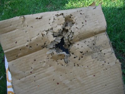 buck shot of 2000 .2g bb's