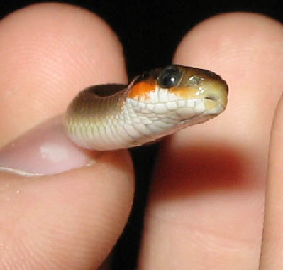a baby red lipped herald